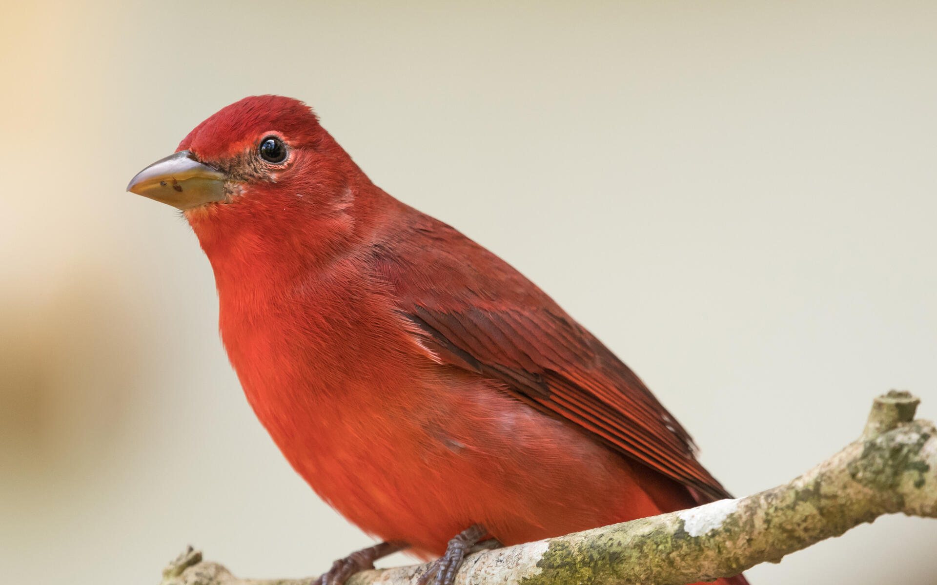 Optimal Viewpoints for Bird Migration Sightings in Mount Kenya