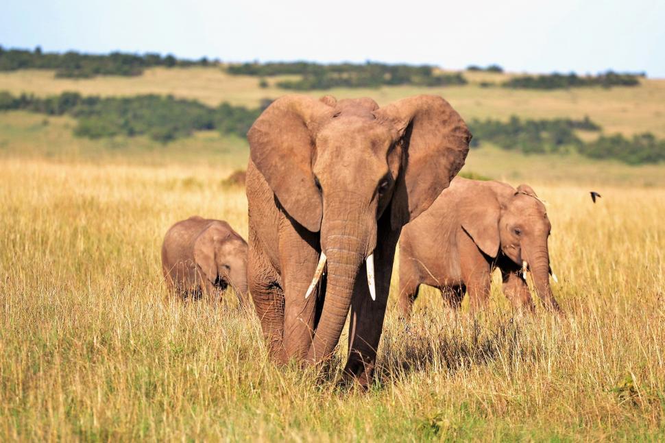 Preparing for an Unforgettable Family Safari: ‌Essential Tips and Safety Precautions