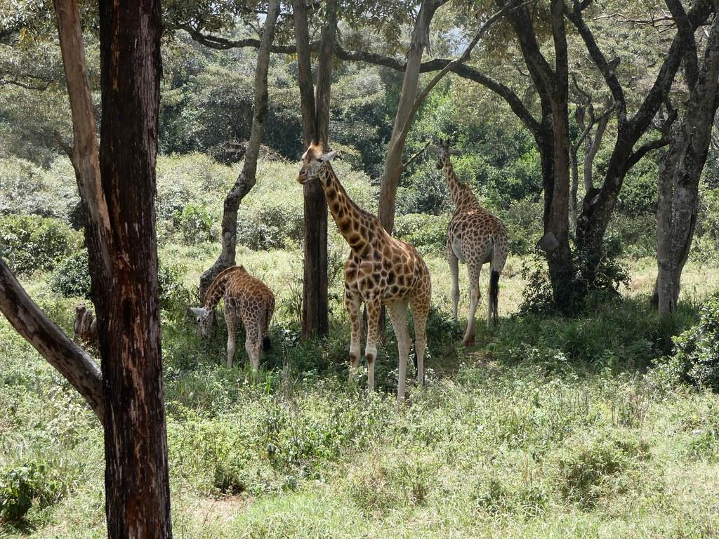 Mount ‌Kenya ⁤Wildlife Conservancy: Exploring⁢ the Availability of Gift Shops amidst Game Drives