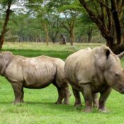 Can I see rhinos on a game drive in Mount Kenya?