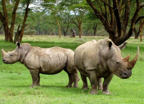 Can I see rhinos on a game drive in Mount Kenya?