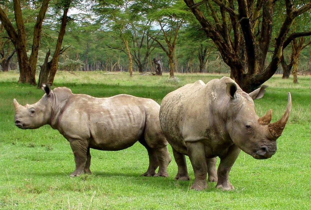 Can I see rhinos on a game drive in Mount Kenya?