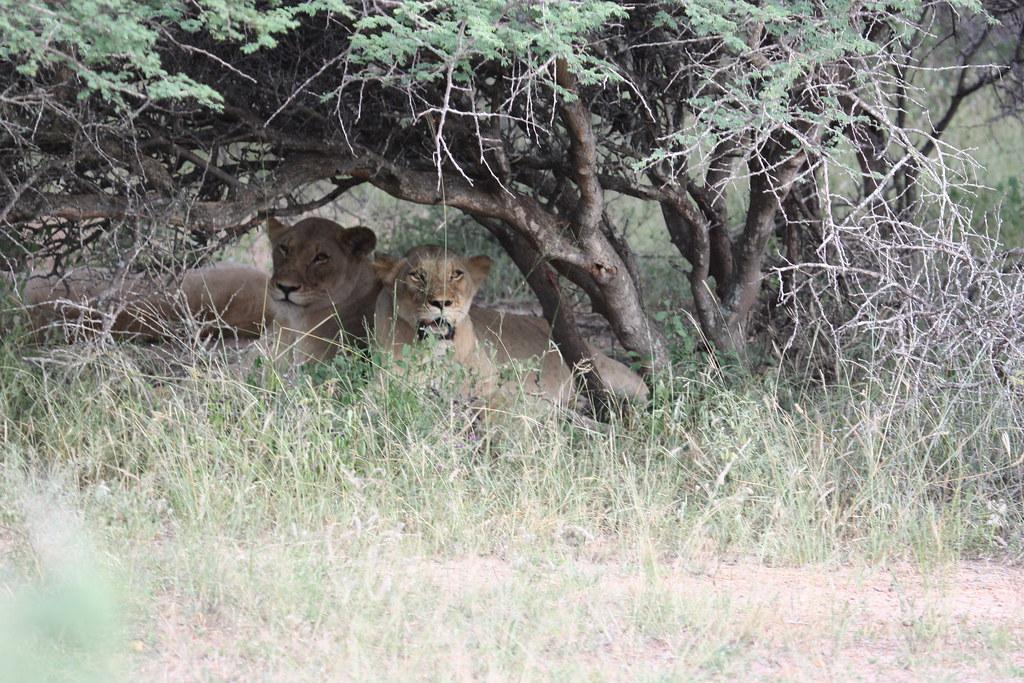 Group​ Game Drives at Mount Kenya: Affordable Ways to Embark ‌on ⁣an Unforgettable Safari⁢ Experience