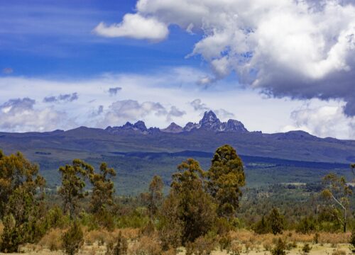 How many game drive companies operate in Mount Kenya?