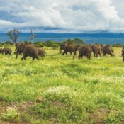 What are the indigenous foods and culinary traditions of Mount Kenya?