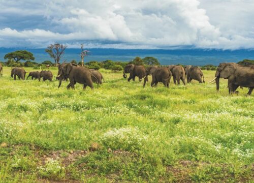 What are the indigenous foods and culinary traditions of Mount Kenya?