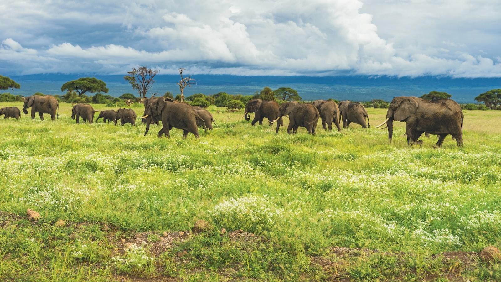 What are the indigenous foods and culinary traditions of Mount Kenya?