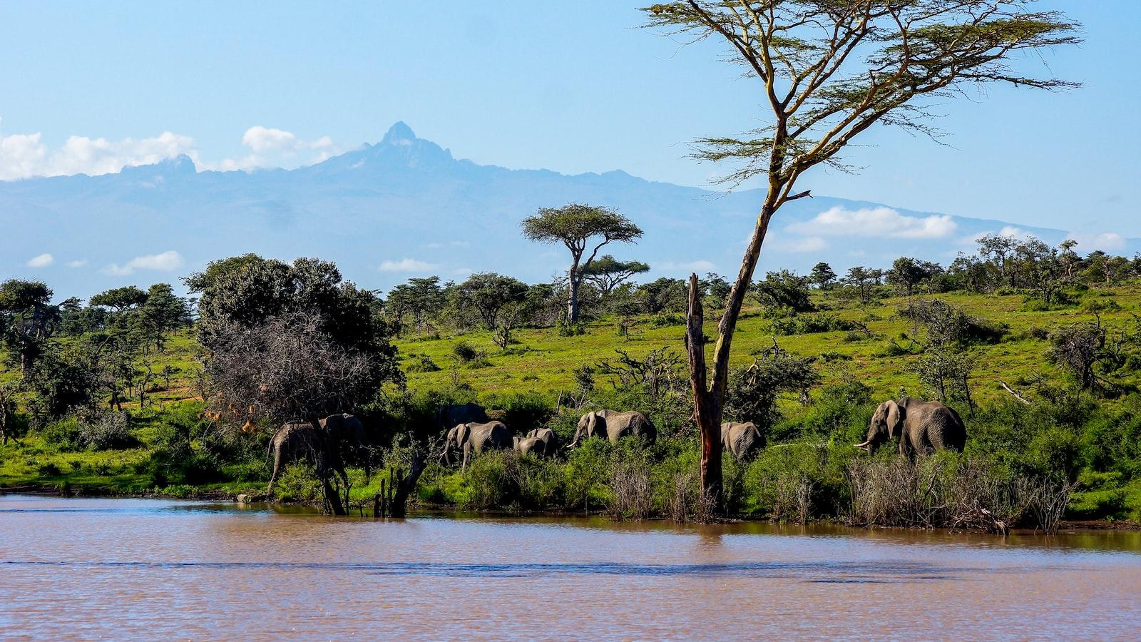 Can I attend cultural storytelling evenings around a campfire in Mount Kenya?