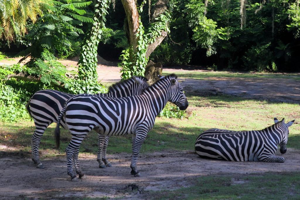 3. Enhancing Your Wildlife Safari: ‍Recommended Binocular Brands for Mt Kenya Adventures