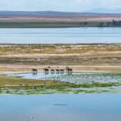 Are there opportunities to learn about Mount Kenya’s religious practices?