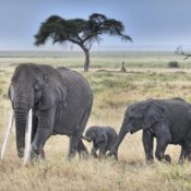 Can I see elephants on a game drive in Mount Kenya?