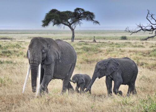 Can I see elephants on a game drive in Mount Kenya?