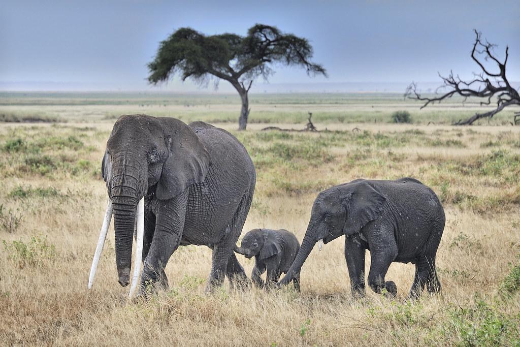 Can I see elephants on a game drive in Mount Kenya?