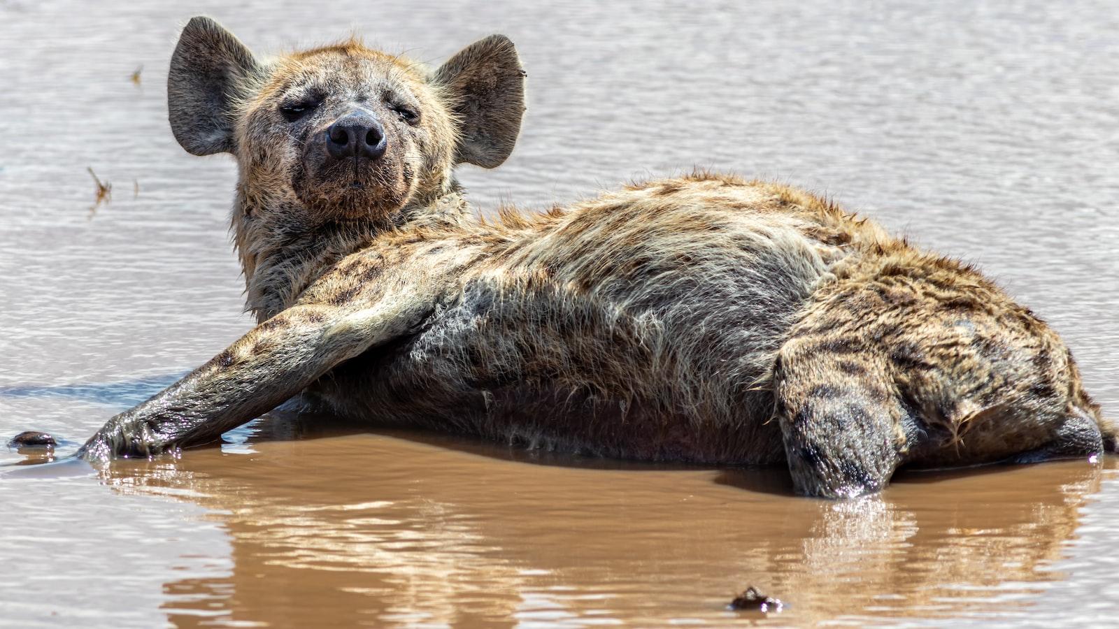 What are the gender roles and dynamics in Mount Kenya’s communities?