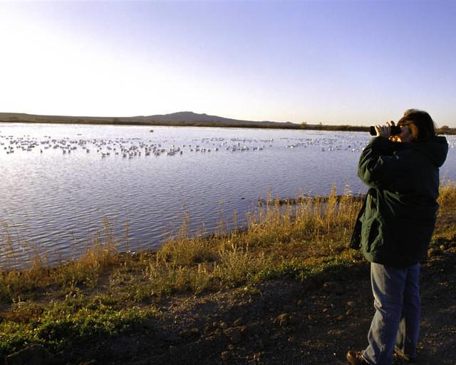 Maximizing Your Birdwatching Experience: Tips for Spotting Feathered Treasures on Mount Kenya Game Drives