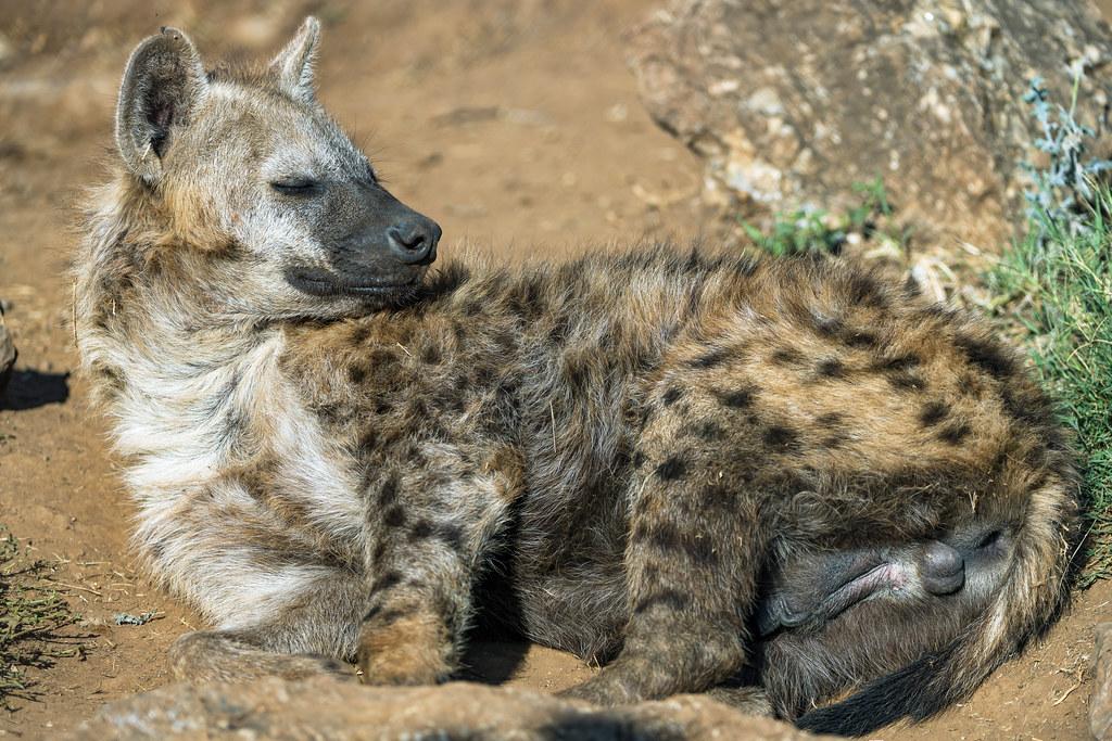 Tips to Maximize Your Chances of Spotting Hyenas on a Game Drive in Mount⁣ Kenya