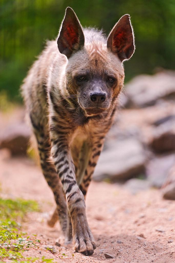 Discovering the Elusive Hyenas on a Game Drive in Mount Kenya