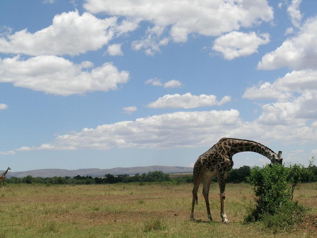 Spotting Majestic Giraffes in the‍ Wildlife Paradise ⁢of Mount‌ Kenya