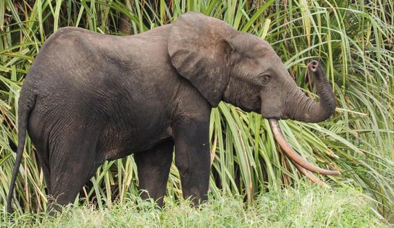 The Enchanting Encounter with​ Elephants in the Mt Kenya Region