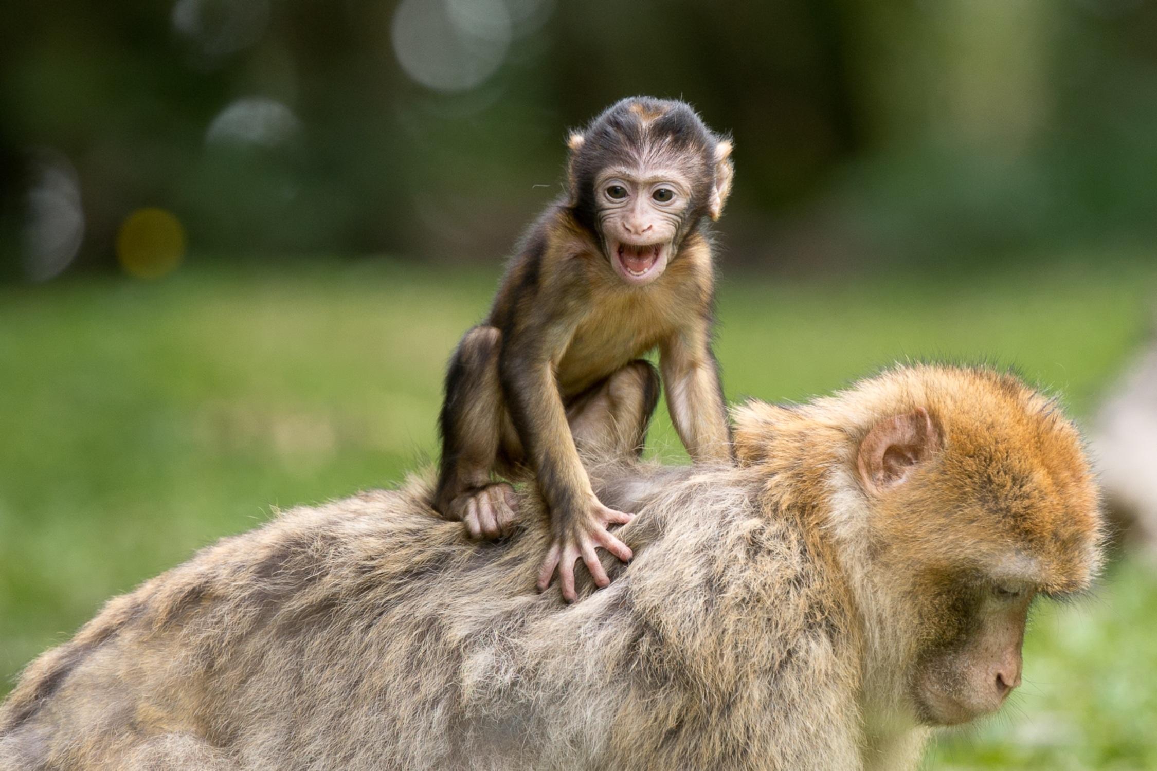 Unveiling the Fascinating⁣ Fauna Beyond the Elephants