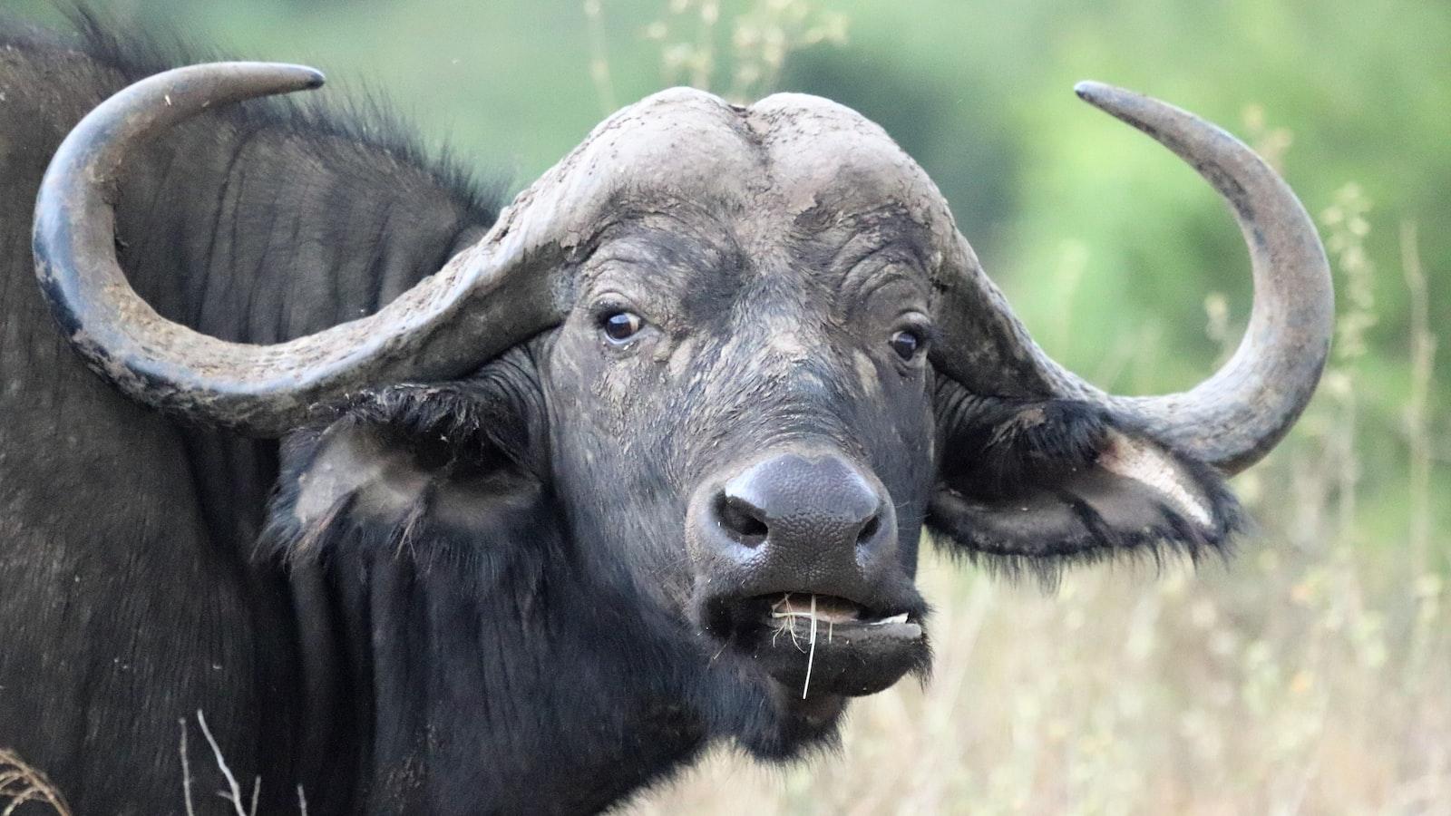 Can I attend cultural workshops and demonstrations in Mount Kenya?