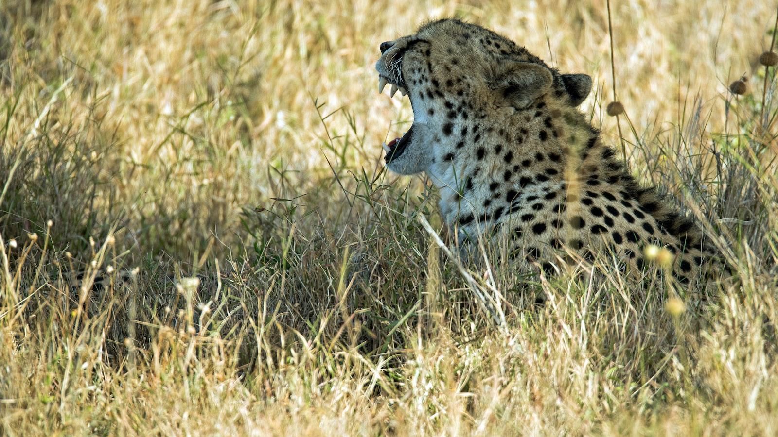 Can I participate in community development projects in Mount Kenya?