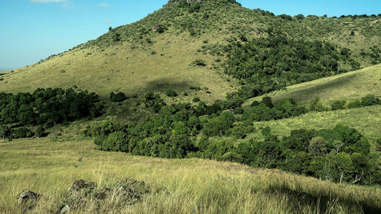 Can I attend Mount Kenya’s cultural diversity festivals and events?