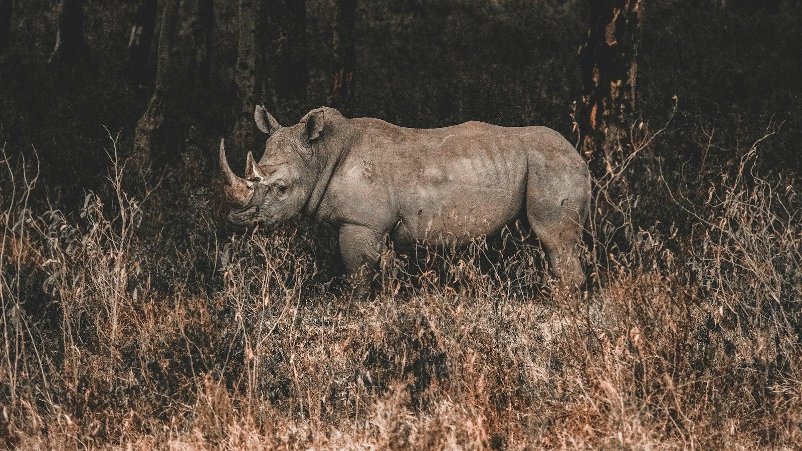 Can I engage in cultural discussions about the challenges faced by Mount Kenya’s communities?