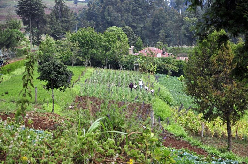 A Journey Through Rituals and Merriment: Exploring Festivities in Mount Kenya Region