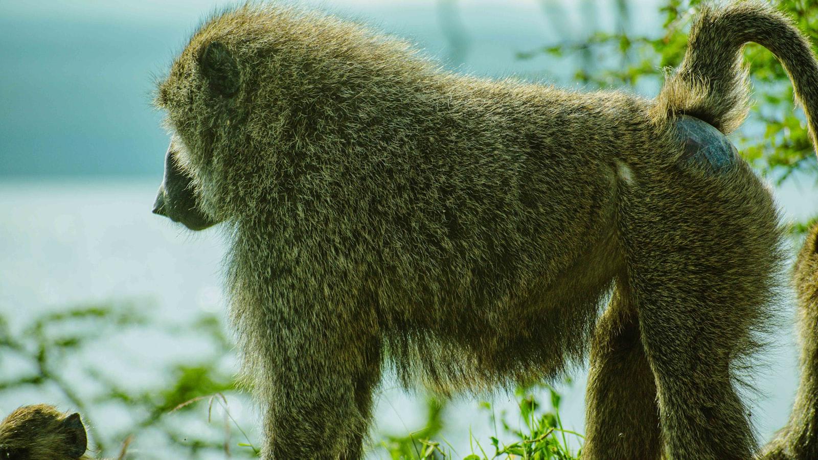 Can I explore Mount Kenya’s cultural trails and heritage routes?