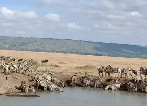 8 Days Big 5 Safari Adventure: Samburu and Maasai Mara